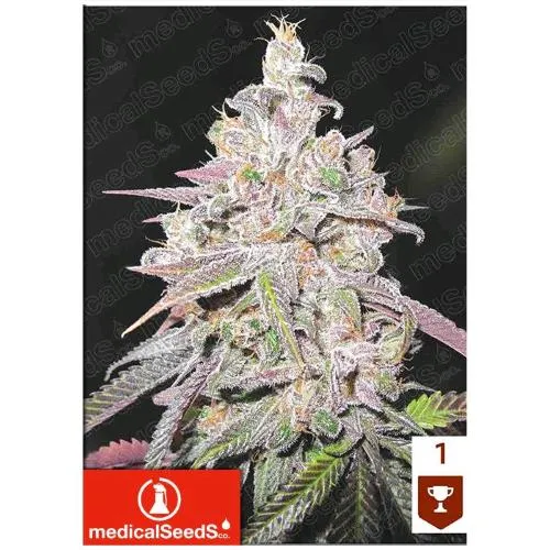 SEMI MEDICI - MENDOCINO CHANEL KUSH - 5 SEMI