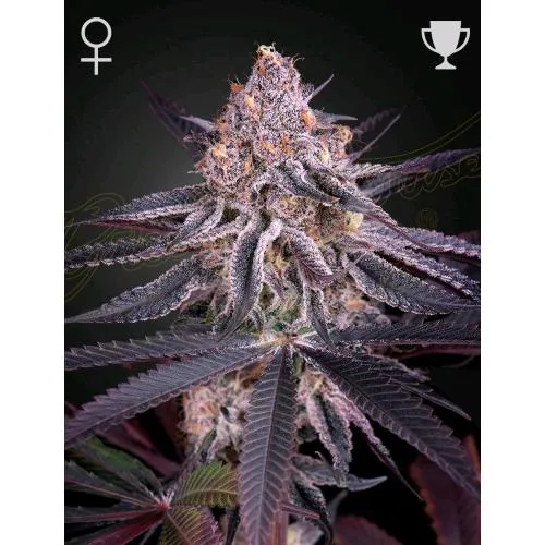 GREEN HOUSE - KING'S JUICE - 3 SEMI