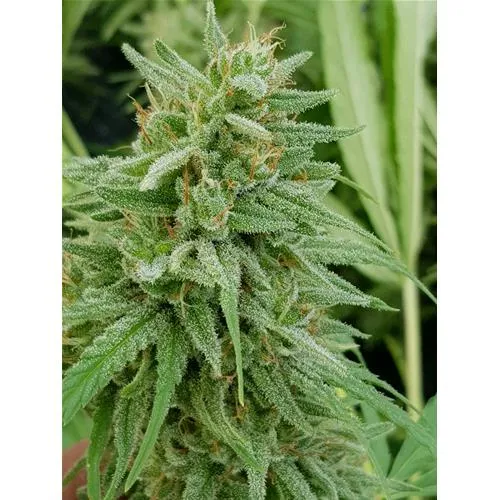 HSB - BLACKBERRY KUSH CBD AUTO - 25 SEMI