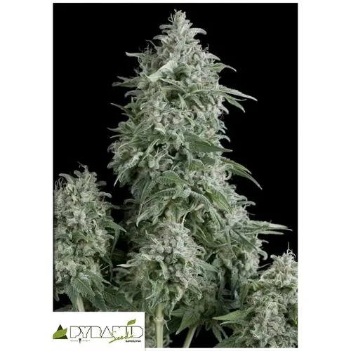 SEMI PIRAMIDALI - ANUBIS AUTO 100 SEMI