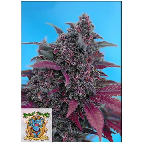 SWEET SEEDS - DARK DEVIL AUTO - BULK 100 SEMI
