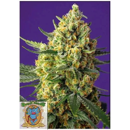 SWEET SEEDS - CRYSTAL CANDY XL AUTO - SFUSO 25 SEMI
