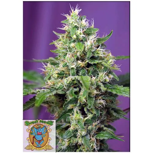 SWEET SEEDS - SWEET AMNESIA HAZE XL AUTO - BULK 500 SEMI