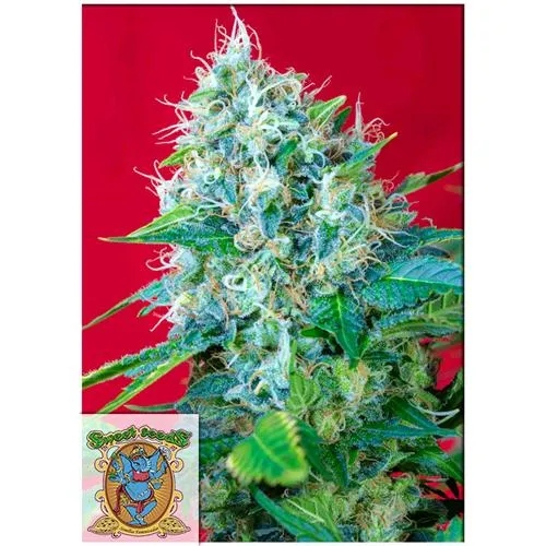 SEMI DOLCI - GREEN POISON FEM - 500 SEMI SFUSI