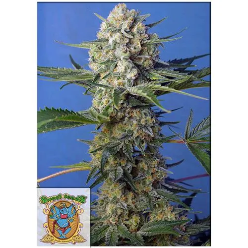 SWEET SEEDS - CRYSTAL CANDY FEM - VERSIONE F1 FAST - BULK 25 SEMI