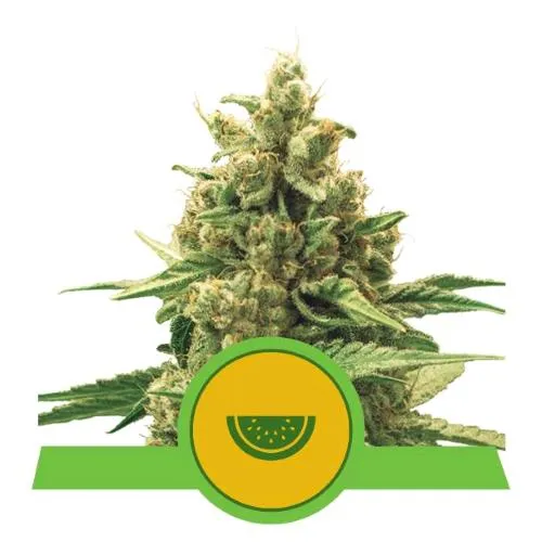 ROYAL QUEEN SEEDS - WATERMELON AUTO - 3 SEMI - USA PREMIUM