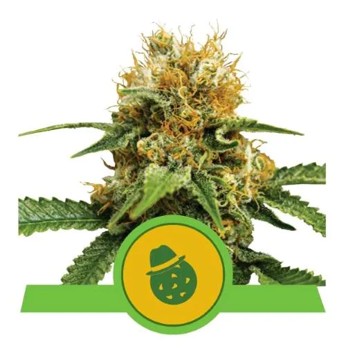 ROYAL QUEEN SEEDS - DO-SI-DOS AUTO - 5 SEMI