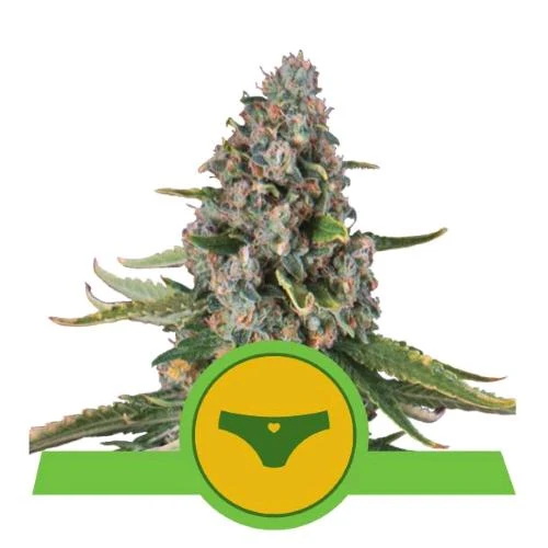 ROYAL QUEEN SEEDS - SHERBET QUEEN AUTO - 5 SEMI - USA PREMIUM