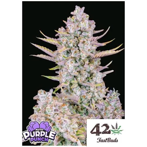 FAST BUDS - PURPLE PUNCH AUTO - 3 SEMI