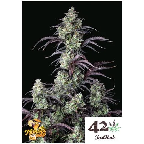 FAST BUDS - MIMOSA CAKE AUTO - 1 SEME