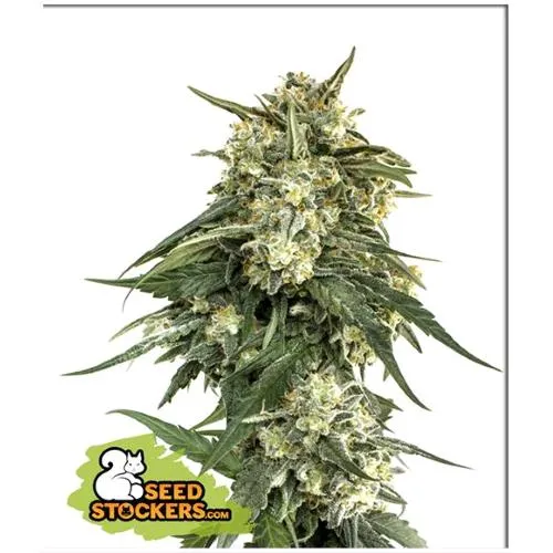 CALZATORE DI SEMI - BCN CRITICAL XXL FAST FEM - 3 SEMI