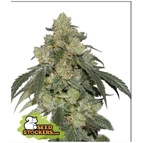 STOCKERS DI SEMI - COOKIES FAST FEM - 3 SEMI