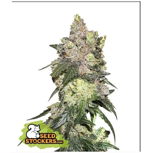 STOCKERS DI SEMI - GIRL SCOUT COOKIES FEM - 3 SEMI