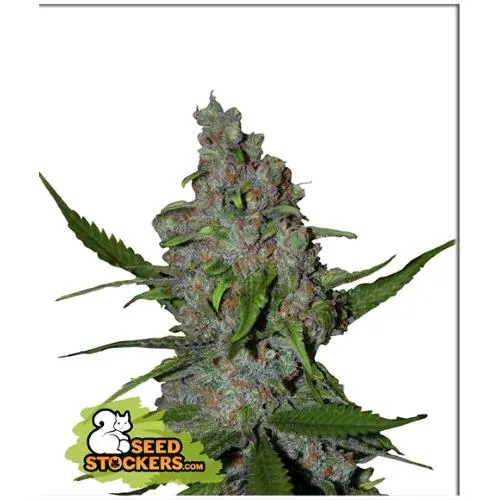 CALZATORE DI SEMI - GELATO 41 FAST FEM - 3 SEMI