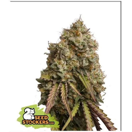 CALZATORE DI SEMI - GORILLA COOKIES FEM - 3 SEMI