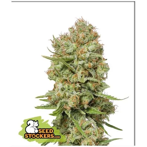 STOCKERS DI SEMI - GREEN CRACK FEM - 3 SEMI