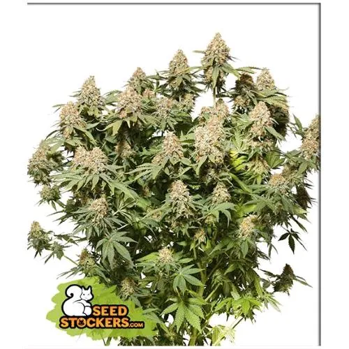 CALZATORE DI SEMI - MOBY DICK FEM - 3 SEMI