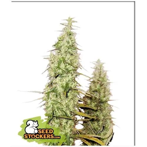 CALZATORE DI SEMI - SANTA MARTA HAZE FEM - 3 SEMI