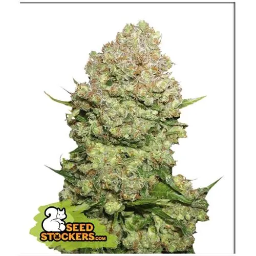 STOCKERS DI SEMI - WHITE WIDOW FEM - 3 SEMI