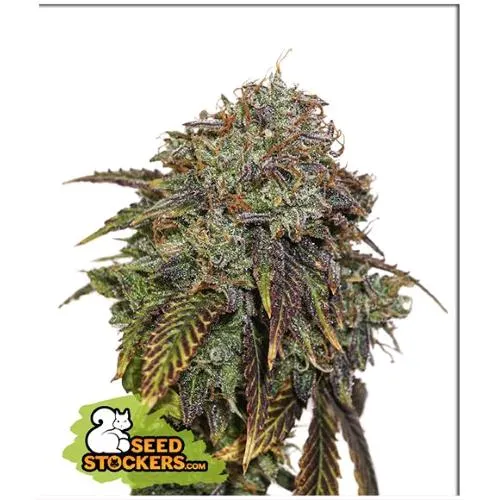CALZATORE DI SEMI - GELATO 41 AUTO - 3 SEMI