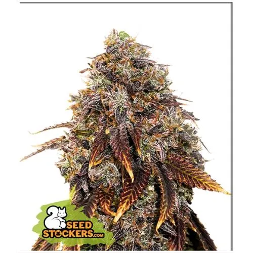 CALZATORE DI SEMI - GELATO 41 FEM - 3 SEMI