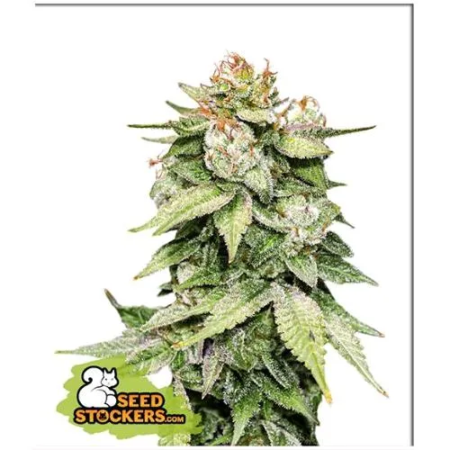 SEED STOCKERS - GG4 AUTO - 3 SEMI