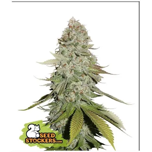 CALZATORE DI SEMI - GORILLA GLUE FEM - 3 SEMI