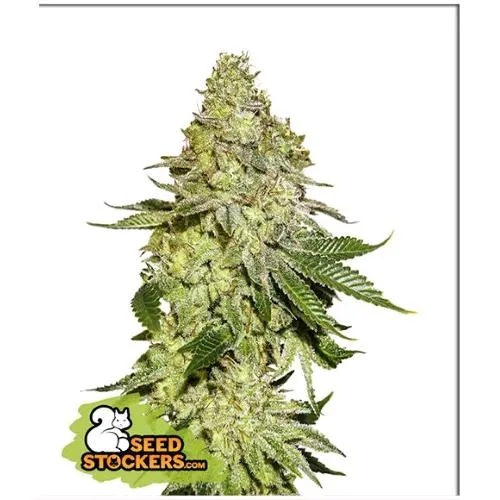 CALZATORE DI SEMI - SHERBET FEM - 3 SEMI