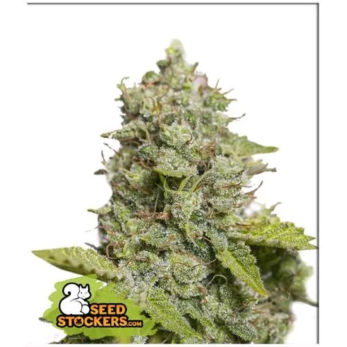 CALZATORE DI SEMI - CDB CRITICAL XXL AUTO - 3 SEMI