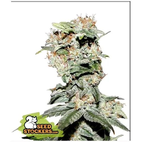 CALZATORE DI SEMI - CDB CRITICAL XXL FEM - 3 SEMI
