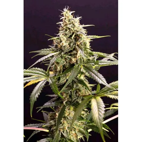 SEMI DI HUMBOLDT - CHEM BOMB AUTO - 5 SEMI