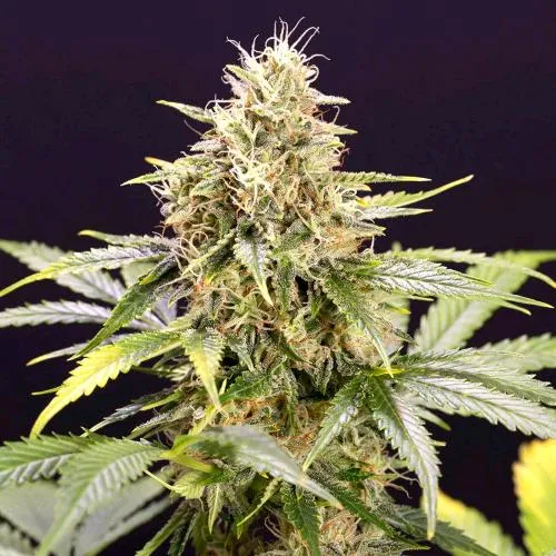 SEMI DI HUMBOLDT - CIOCCOLATO MENTA OG AUTO - 5 SEMI