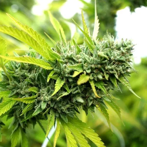 SEMI DI HUMBOLDT - MANGO OG AUTO - 5 SEMI