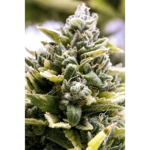 SEMI DI HUMBOLDT - OG KUSH AUTO - 3 SEMI