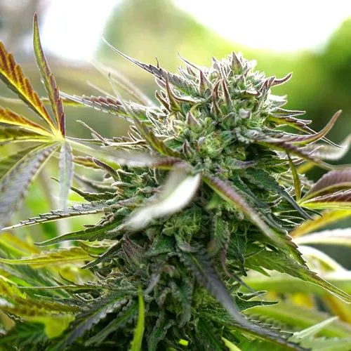 SEMI DI HUMBOLDT - ANANAS CHEM AUTO - 3 SEMI