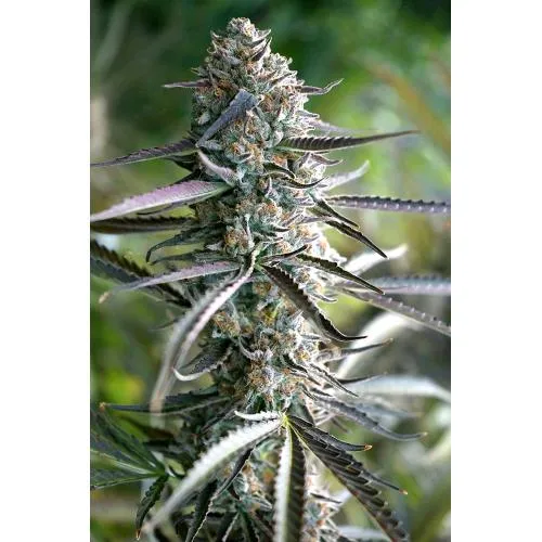 SEMI DI HUMBOLDT - ANANAS CHEM AUTO - 10 SEMI