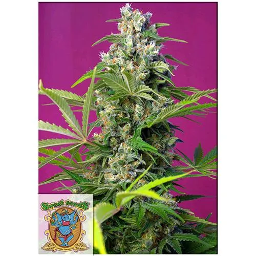 SWEET SEEDS - GORILLA GIRL FEM - 25 SEMI SFUSI