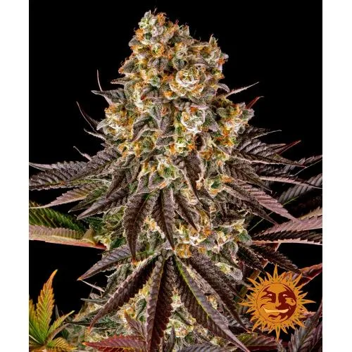 BARNEY'S FARM - GELATO #45 FEM - 1 SEME