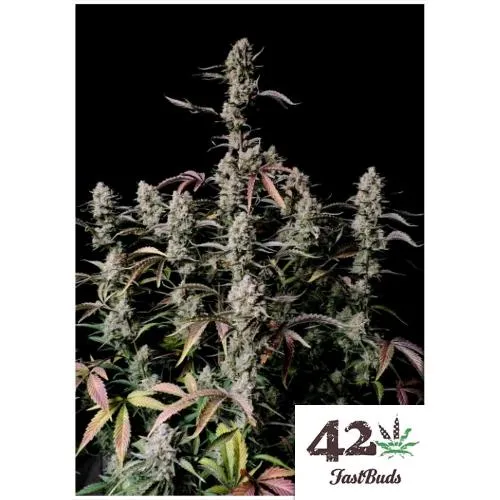 GERMOGLI VELOCI - GORILLA ZKITTLEZ AUTO - 5 SEMI