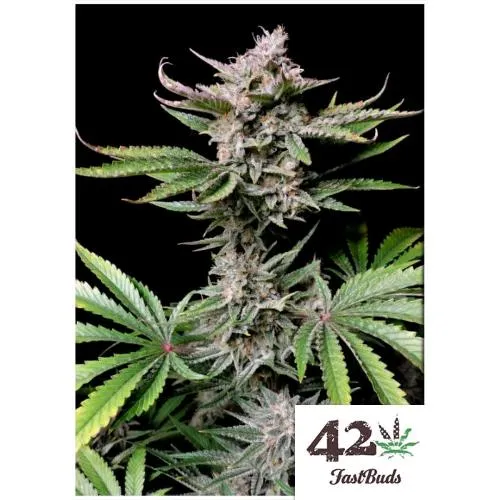 FAST BUDS - CHERRY COLA AUTO - 3 SEMI