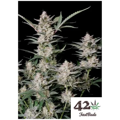 FAST BUDS - STRAWBERRY GORILLA AUTO - 3 SEMI