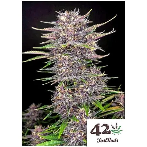 FAST BUDS - BANANA PURPLE PUNCH AUTO - 5 SEMI