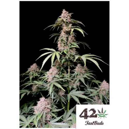 GERMOGLI VELOCI - AMNESIA ZKITTLEZ AUTO - 100 SEMI