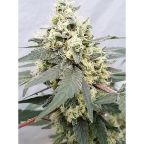 SEMI PARADISE - LEMONADE AUTO - 5 SEMI