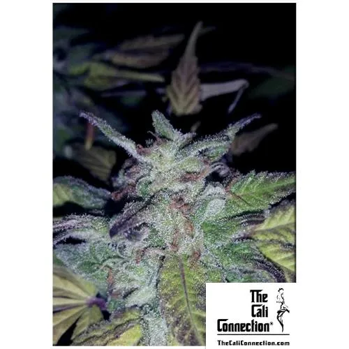 THE CALI CONNECTION - FIRE OG FEM - 6 SEMI