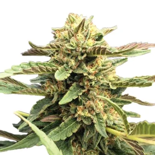 HSB - THERAPY CBD FEM - THC < 0.5% - CBD 10% - 25 SEMI