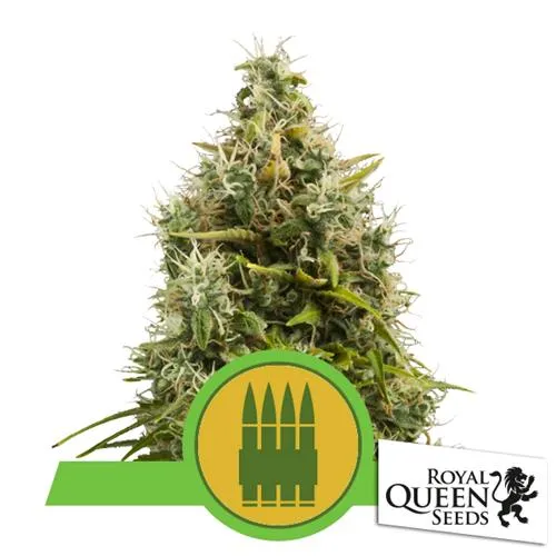 ROYAL QUEEN SEEDS - ROYAL GORILLA AUTO - 100 SEMI SFUSI