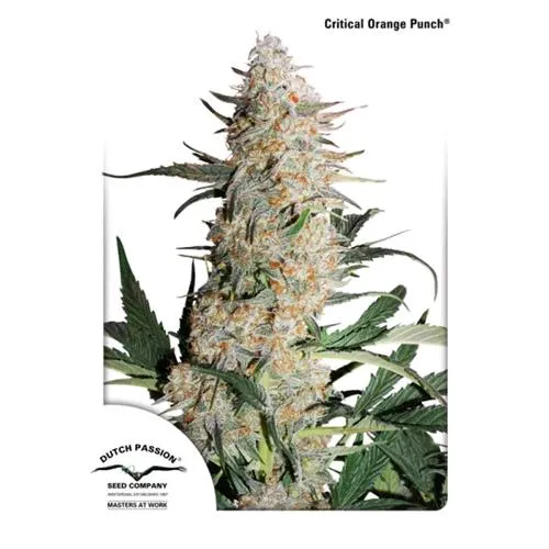 DUTCH PASSION - CRITICAL ORANGE PUNCH FEM - 10 SEMI