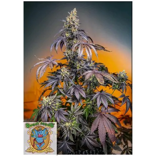 SEMI DOLCI - RED GORILLA XL AUTO - BULK 100 SEMI