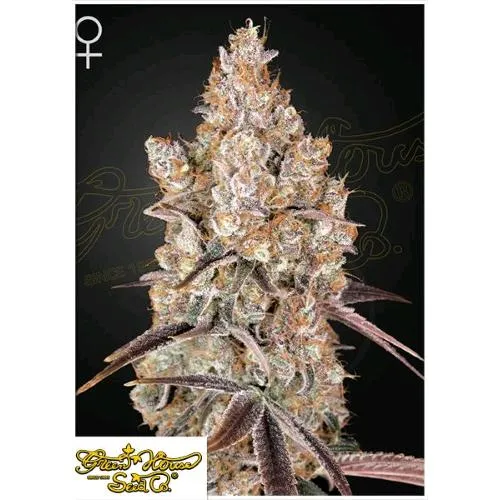 GREEN HOUSE - HOLY SNOW FEM - 5 SEMI